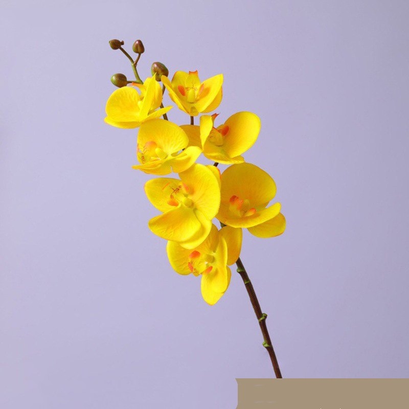 High-quality Phalaenopsis orchid with 7 flower heads