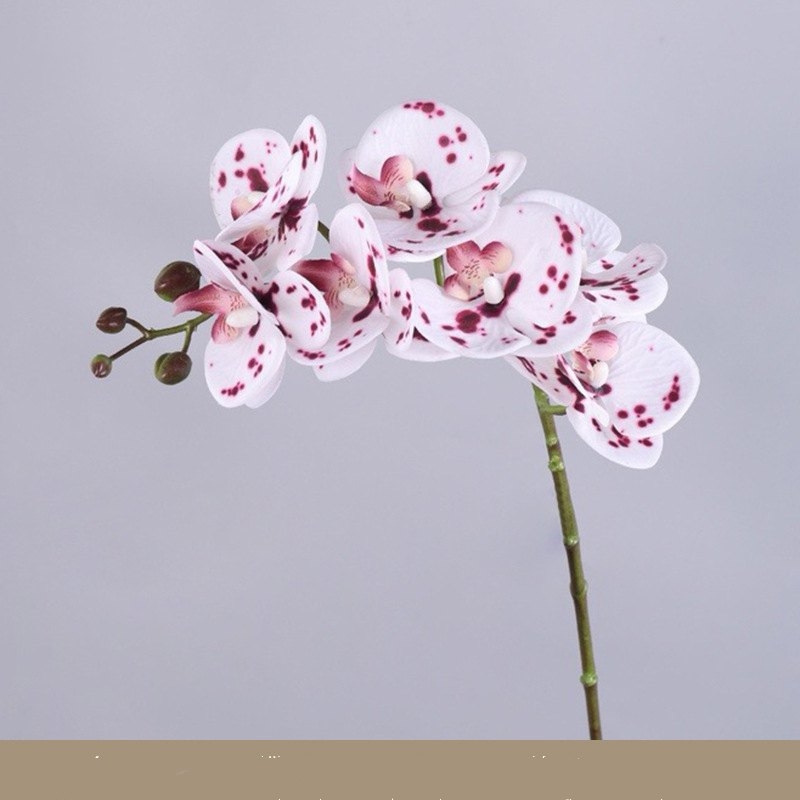 High-quality Phalaenopsis orchid with 7 flower heads