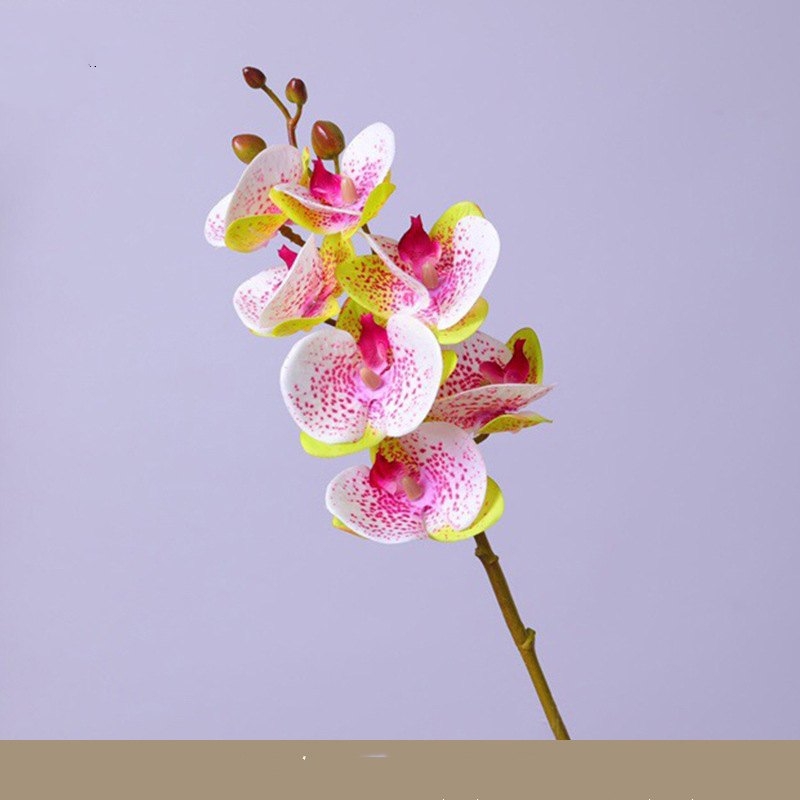 High-quality Phalaenopsis orchid with 7 flower heads