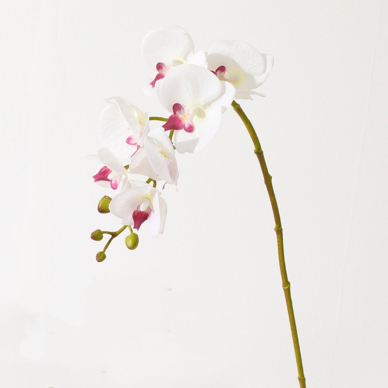 High-quality Phalaenopsis orchid with 7 flower heads
