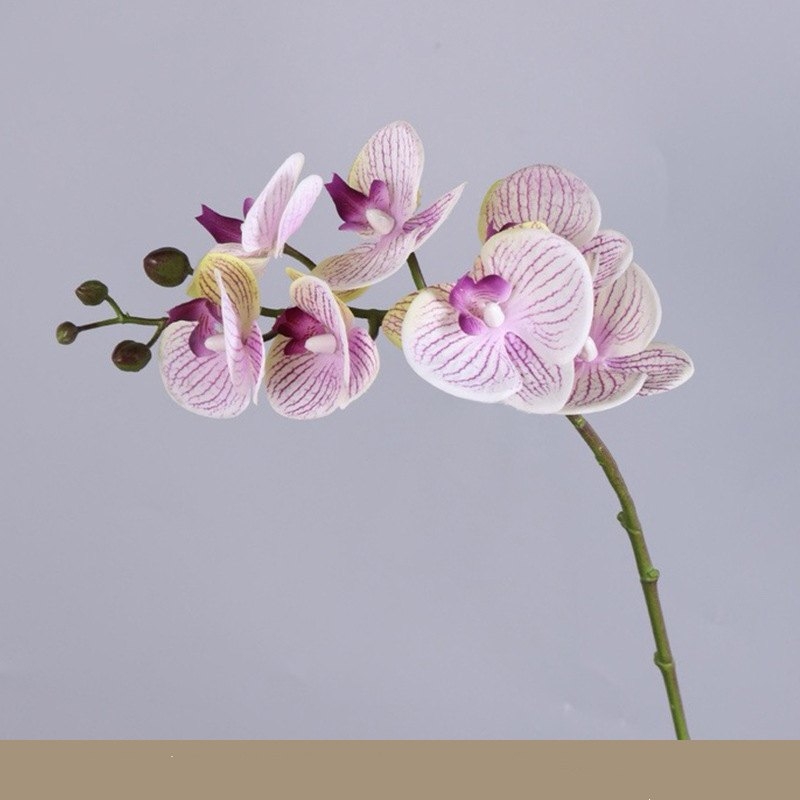 High-quality Phalaenopsis orchid with 7 flower heads