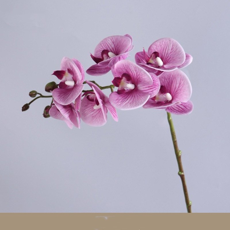 High-quality Phalaenopsis orchid with 7 flower heads