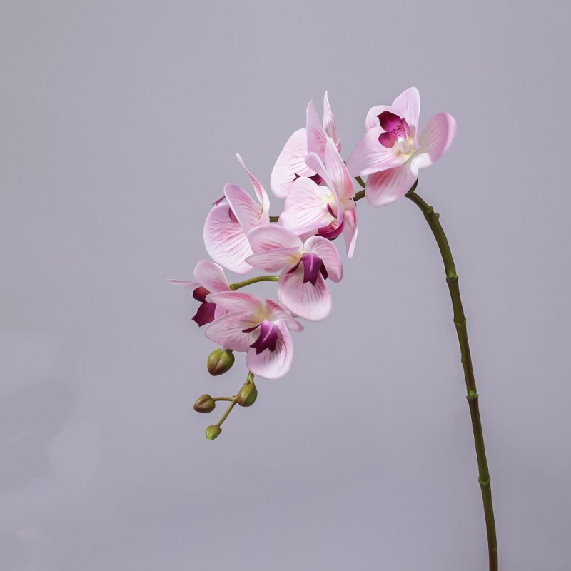 High-quality Phalaenopsis orchid with 7 flower heads