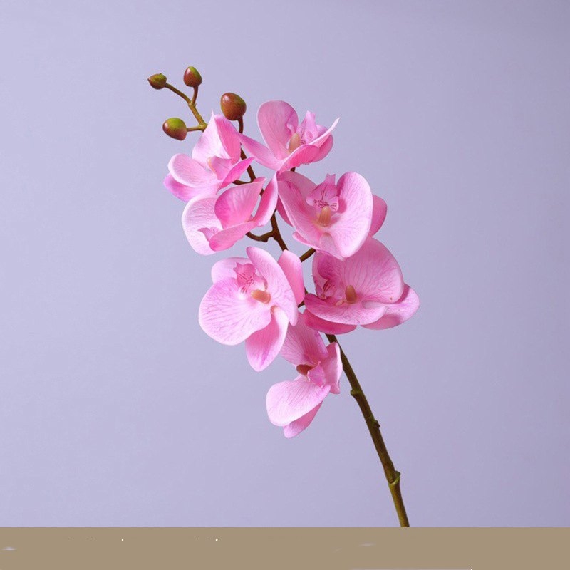 High-quality Phalaenopsis orchid with 7 flower heads
