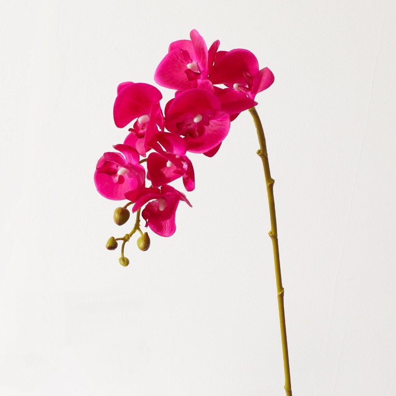 High-quality Phalaenopsis orchid with 7 flower heads