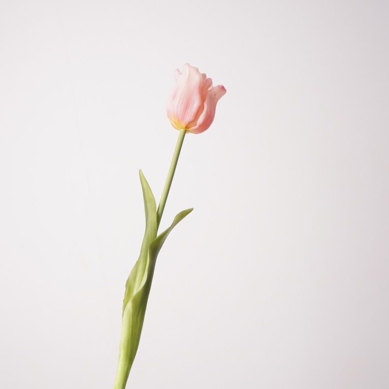 Highly realistic tulip flowers