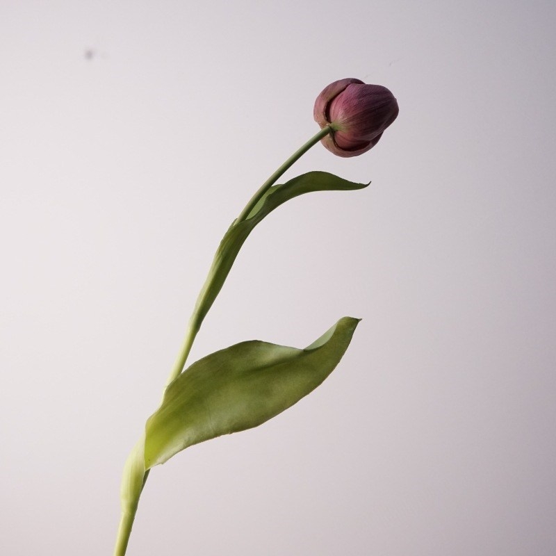 Highly realistic tulip buds