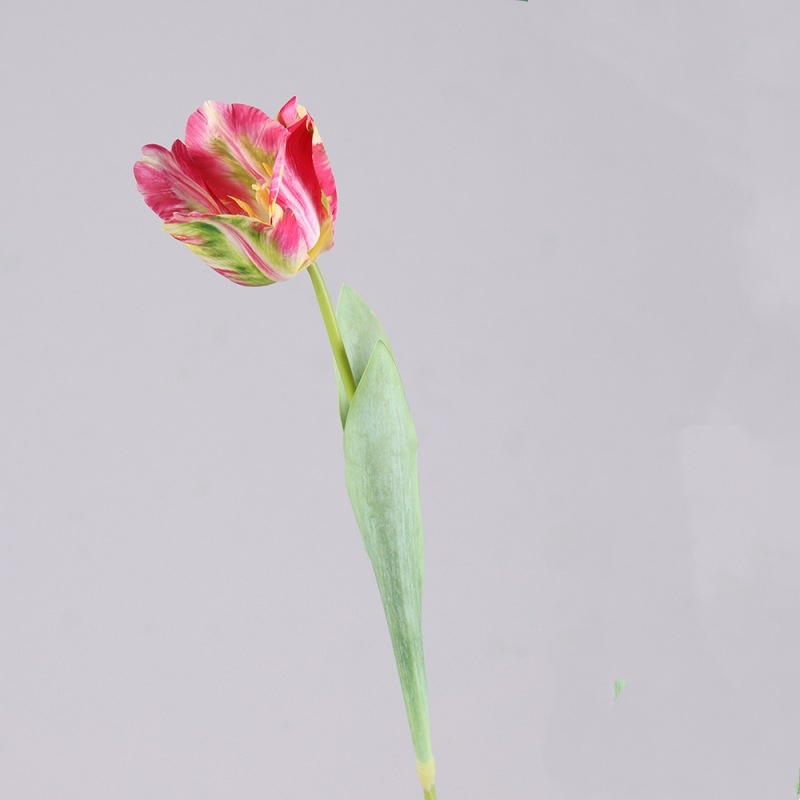 Simulated French Tulips