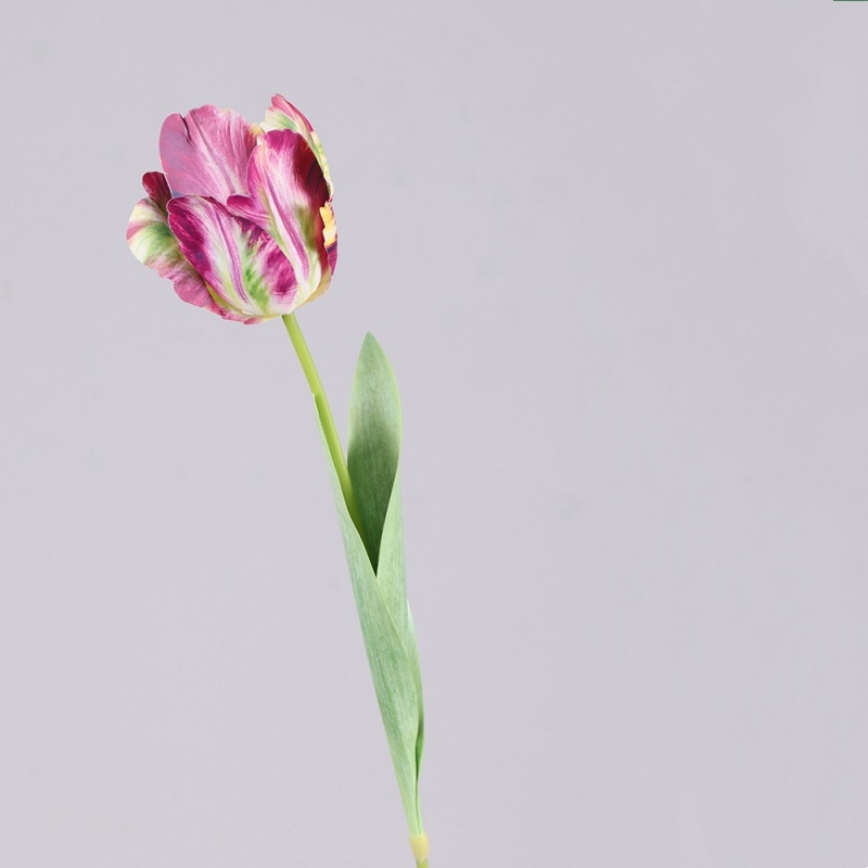 Simulated French Tulips