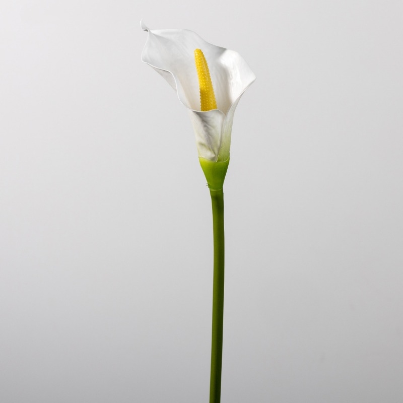 False calla lily