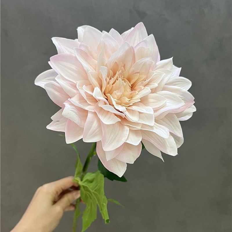 Simulated feel moisturizing dahlia