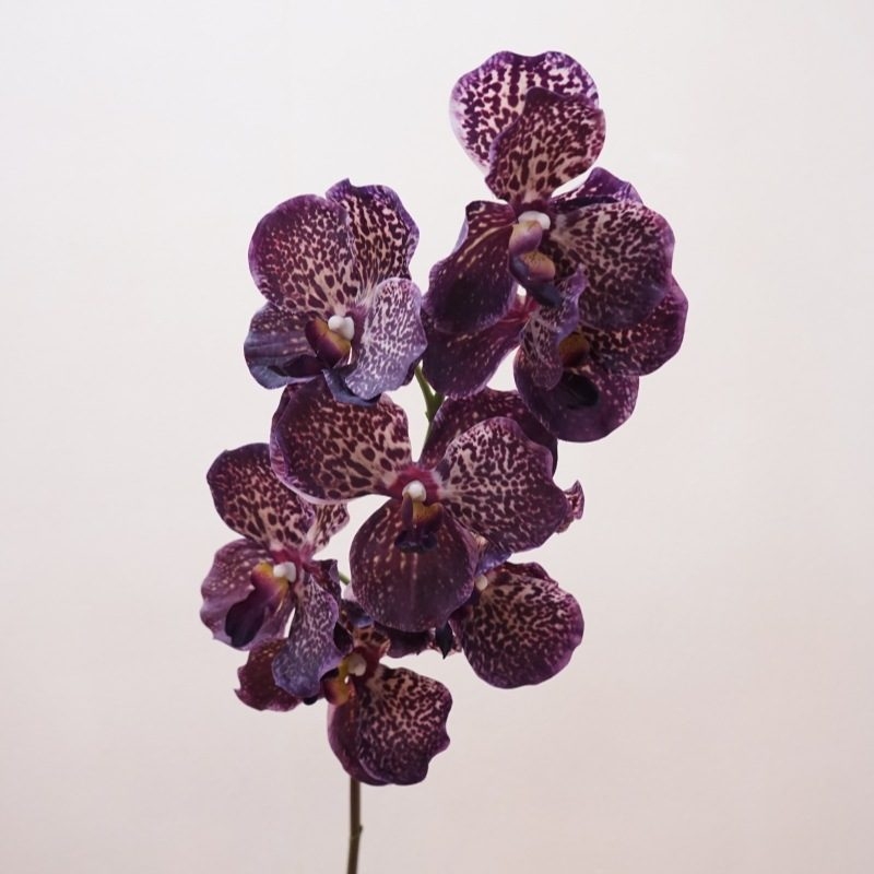 Simulated feel moisturizing Vanda orchid