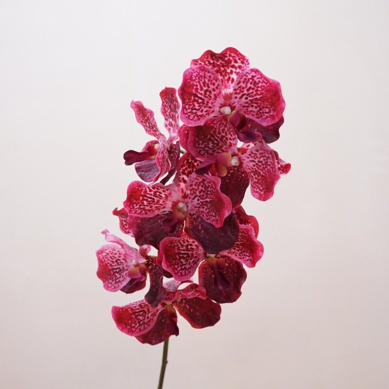 Simulated feel moisturizing Vanda orchid
