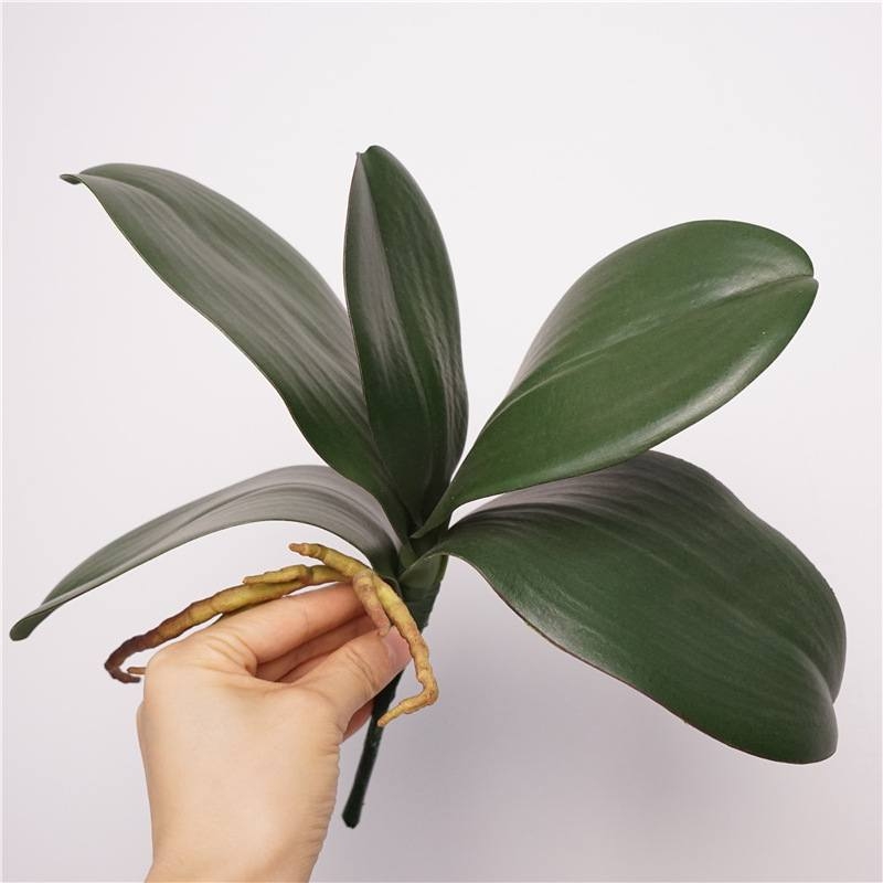 Five artificial Phalaenopsis orchid leaves
