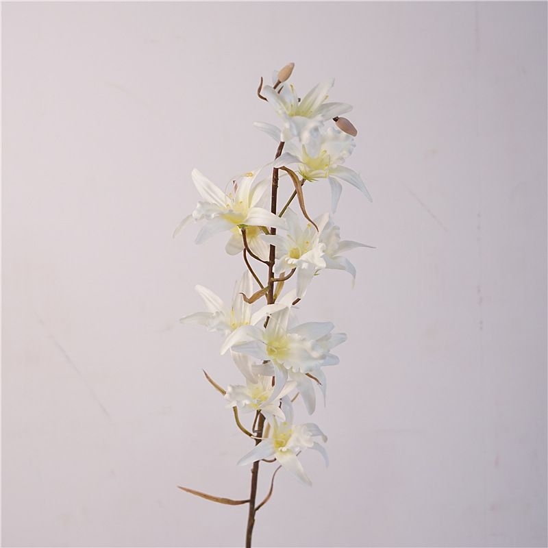 Simulated Australian Dendrobium