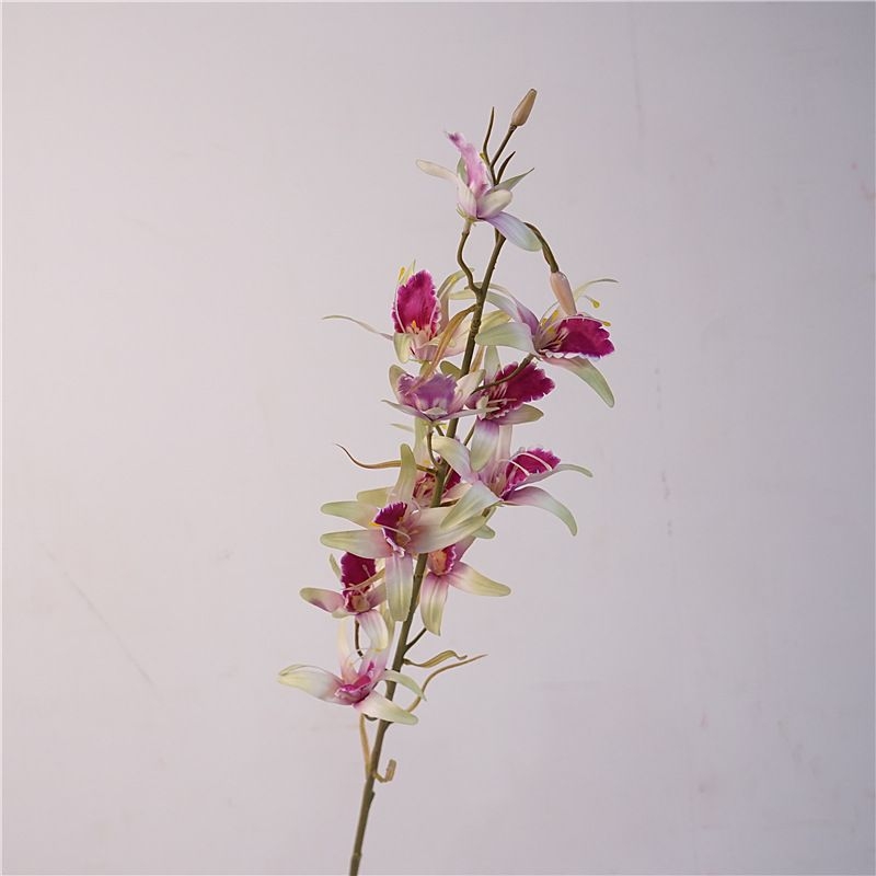 Simulated Australian Dendrobium