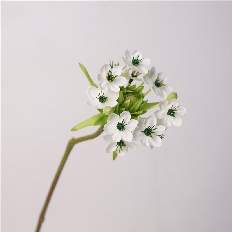 Simulated Ornithogalum thyrsoides