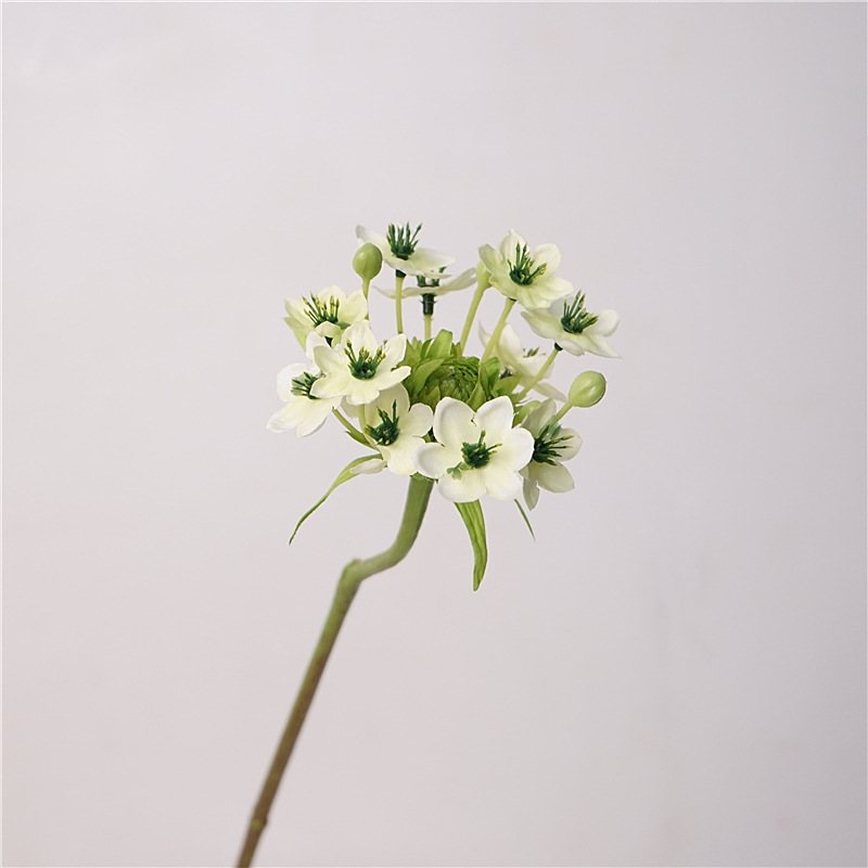 Simulated Ornithogalum thyrsoides