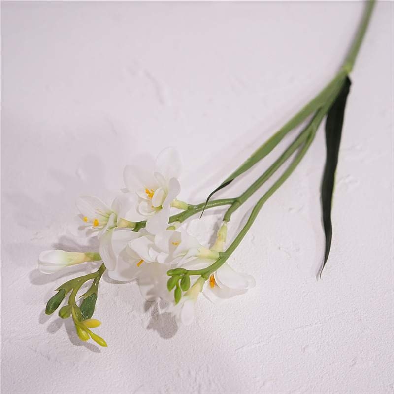False Freesia