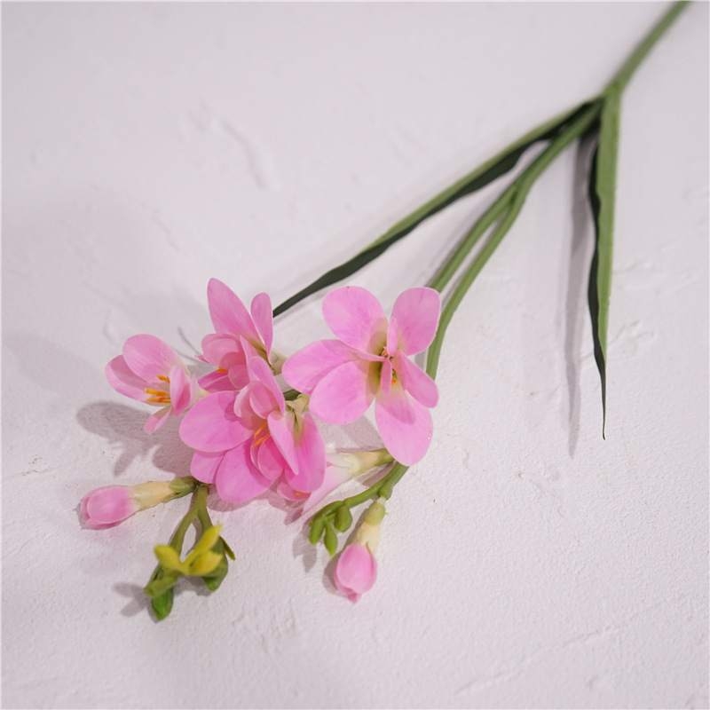 False Freesia