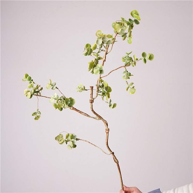 Eucalyptus False Branches