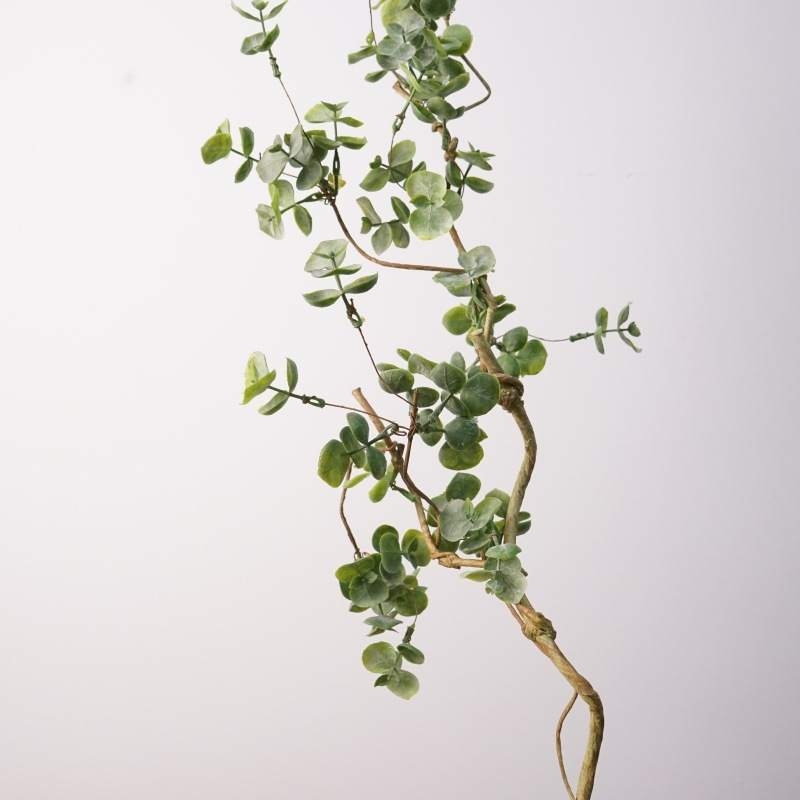 Eucalyptus False Branches