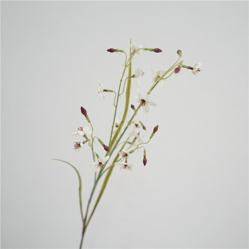 Artificla Larkspur herbaceous plant