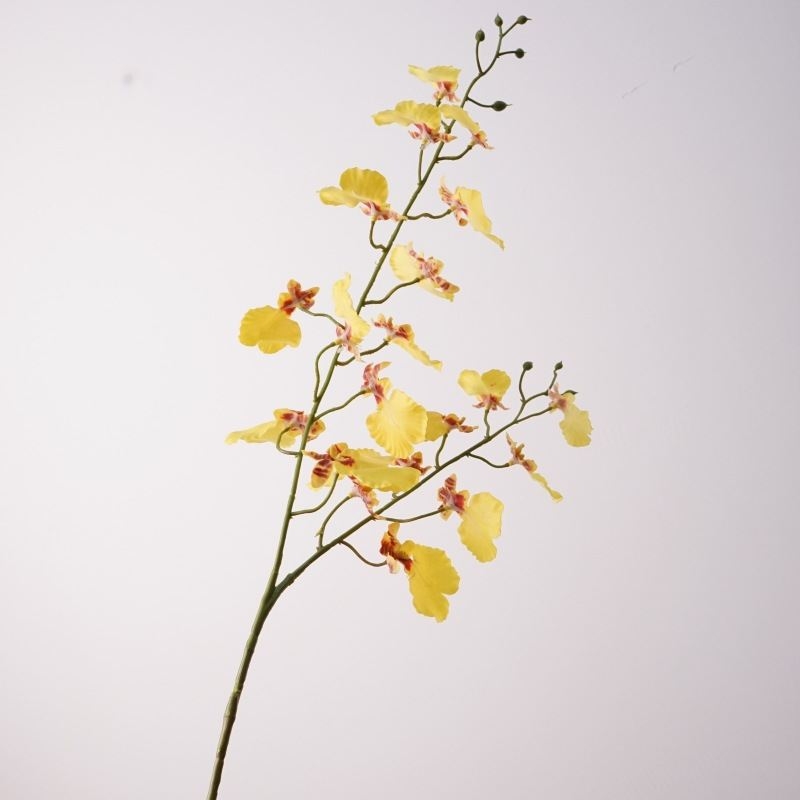 Double-forked False Dancing Orchid