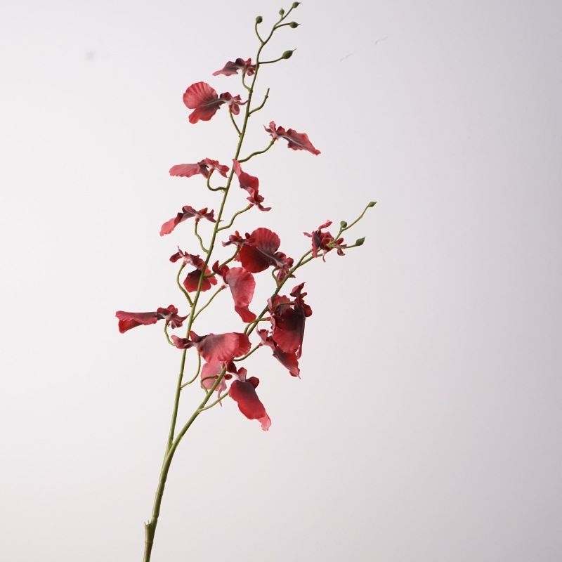 Double-forked False Dancing Orchid