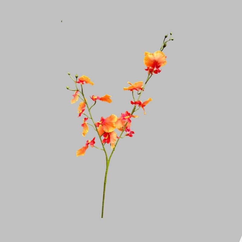 Double-forked False Dancing Orchid