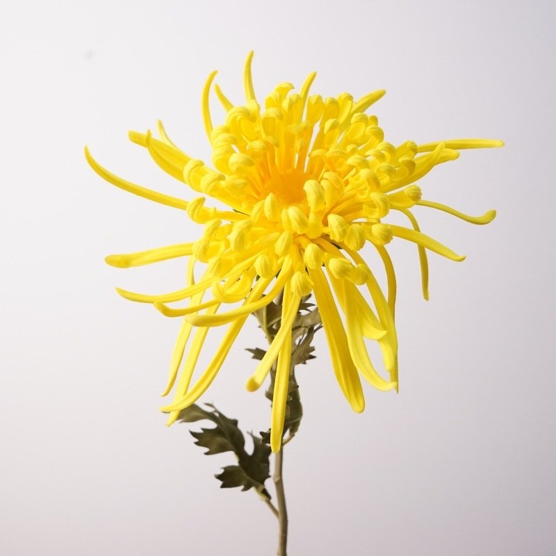 Artificial  Spider Chrysanthemum