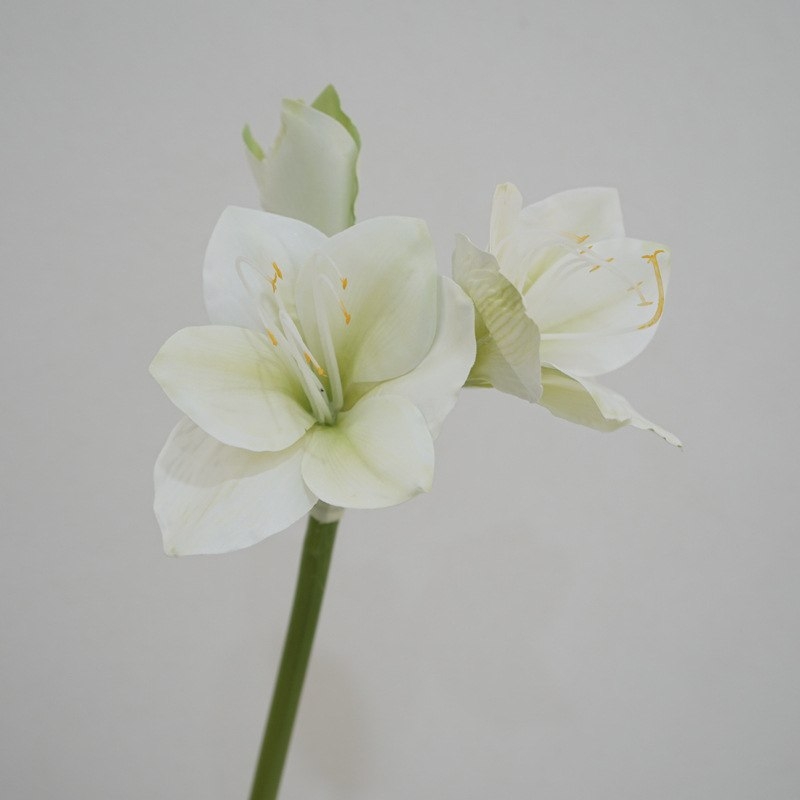Simulated Clivia