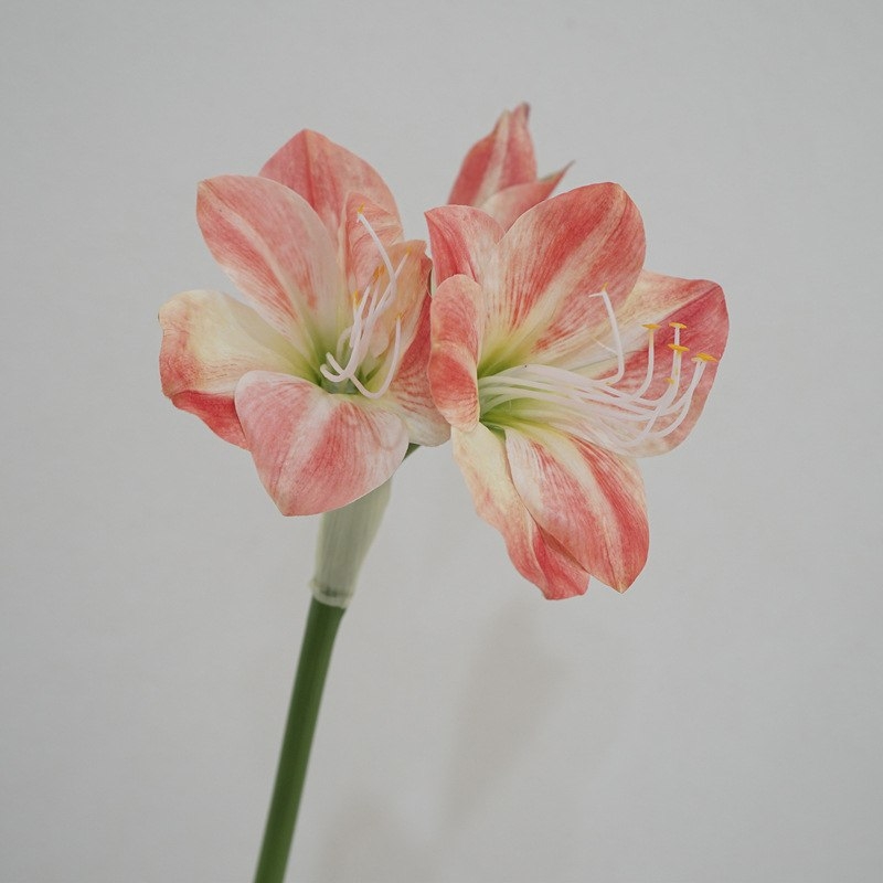 Simulated Clivia