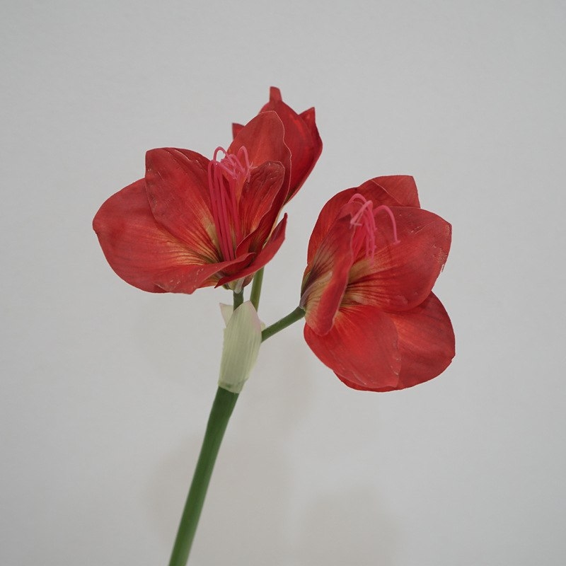 Simulated Clivia