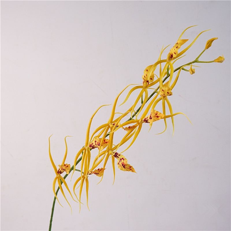 Faux Brassia
