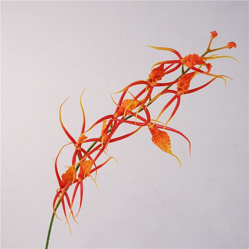 Faux Brassia