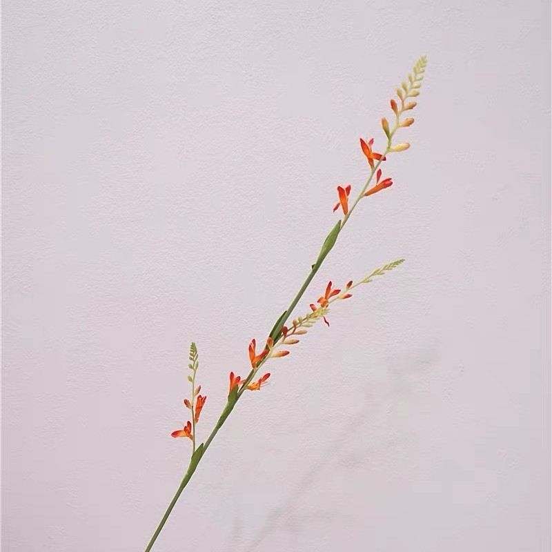 Faux Montbretia