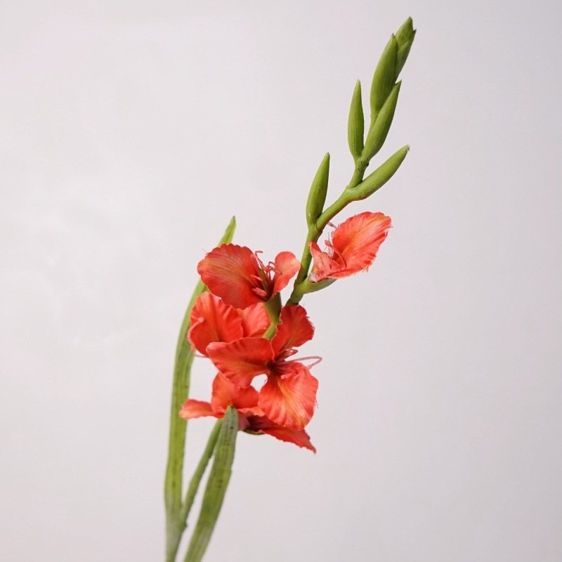 High-fidelity false gladiolus