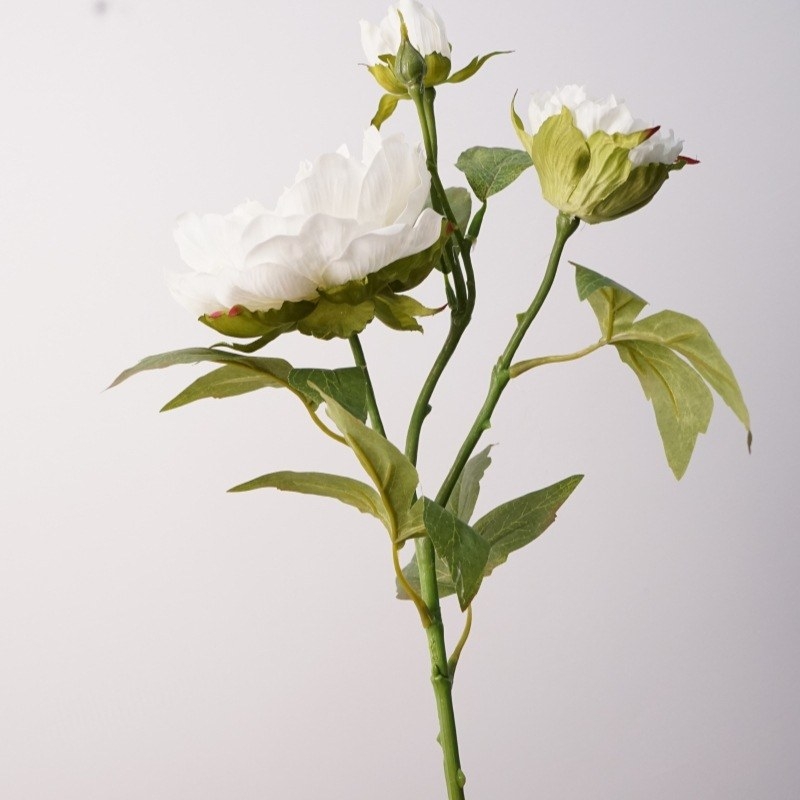 A realistic peony with three flowers