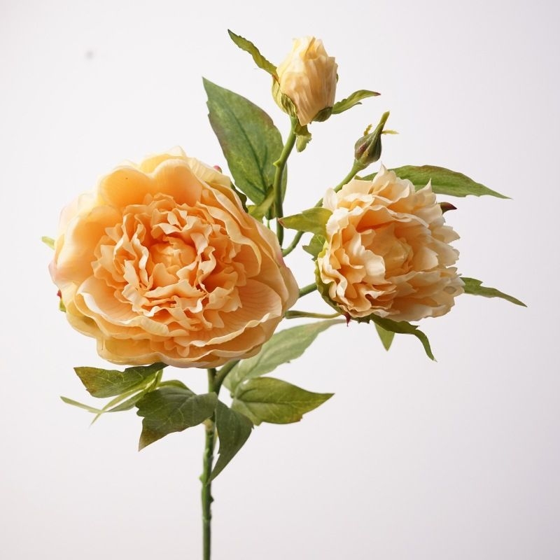 A realistic peony with three flowers