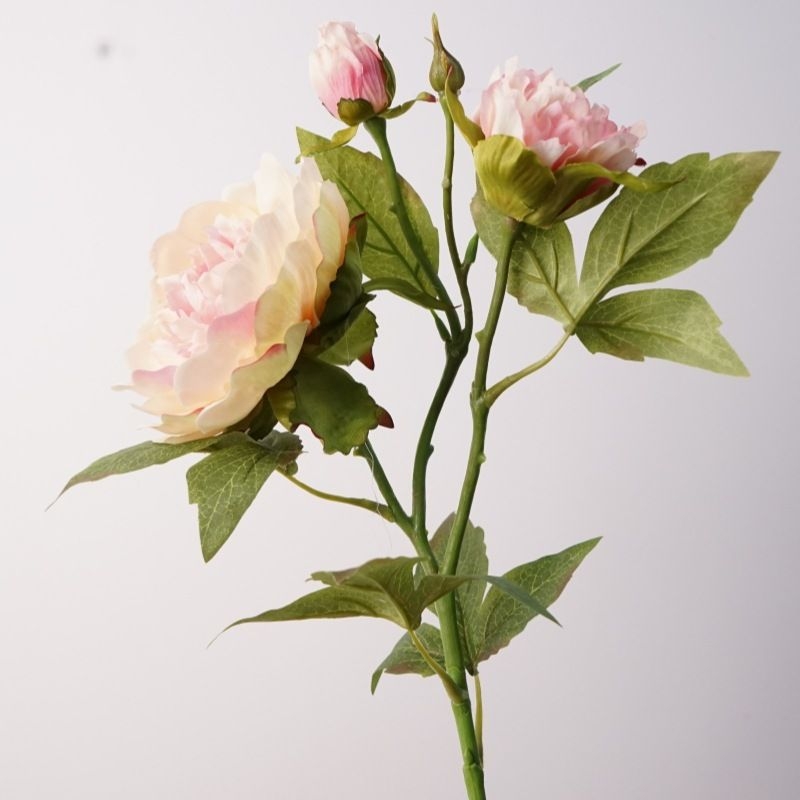 A realistic peony with three flowers