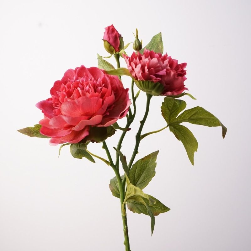 A realistic peony with three flowers