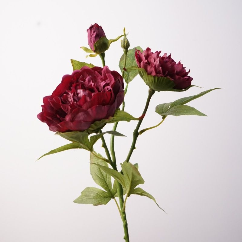 A realistic peony with three flowers