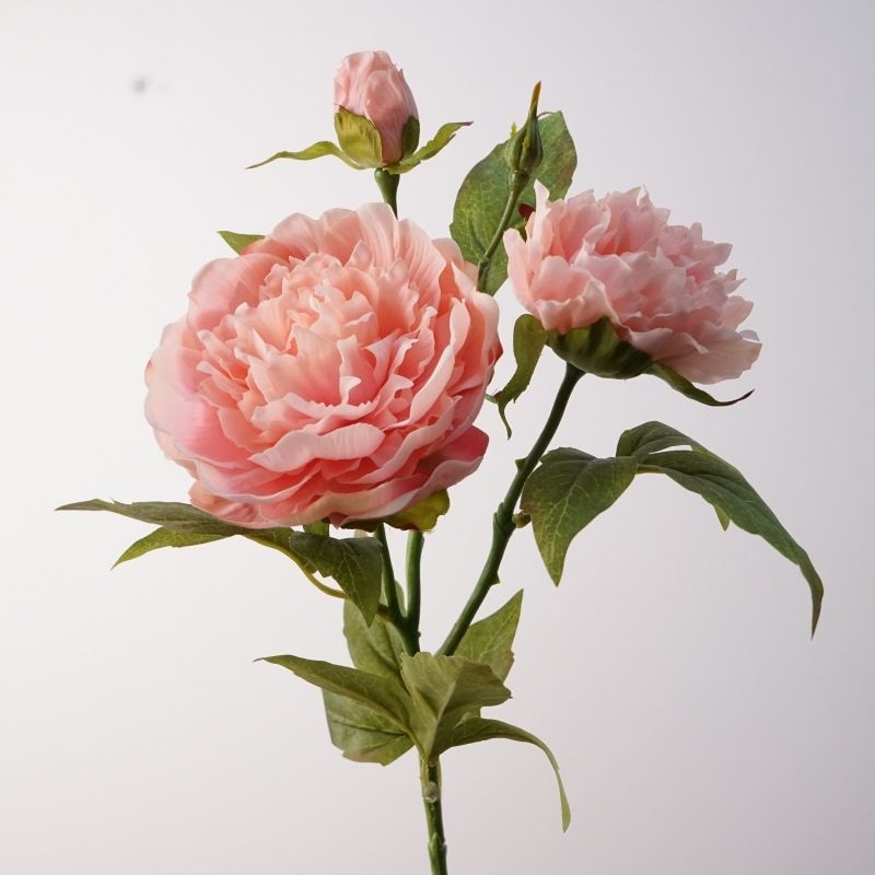 A realistic peony with three flowers