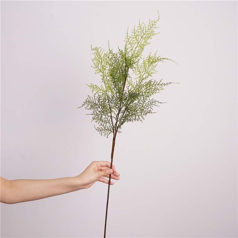 Faux Asparagus Setaceus