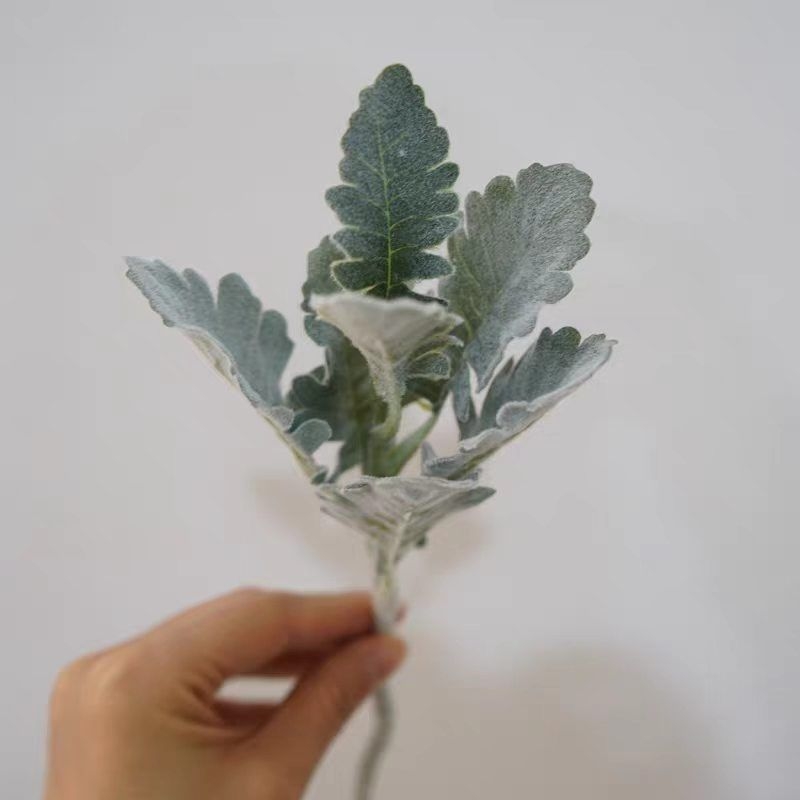 Fake Dusty Miller
