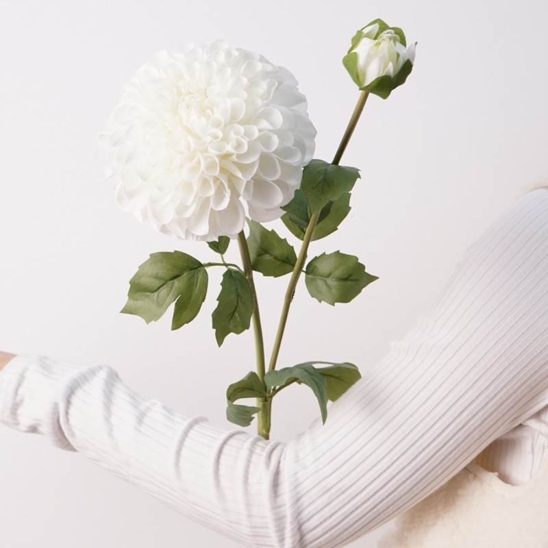 Moisturizing dahlia with two flower heads