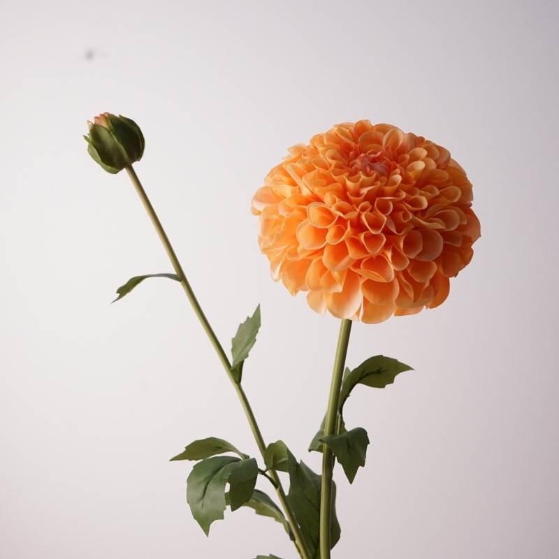 Moisturizing dahlia with two flower heads