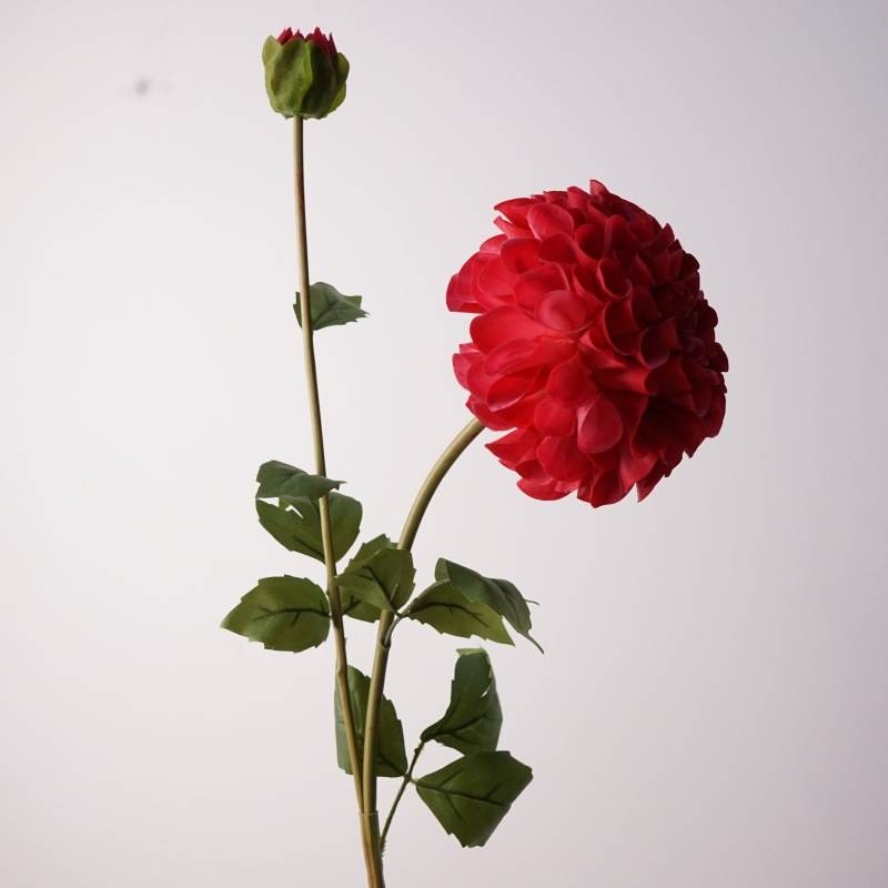 Moisturizing dahlia with two flower heads
