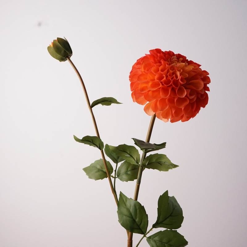 Moisturizing dahlia with two flower heads